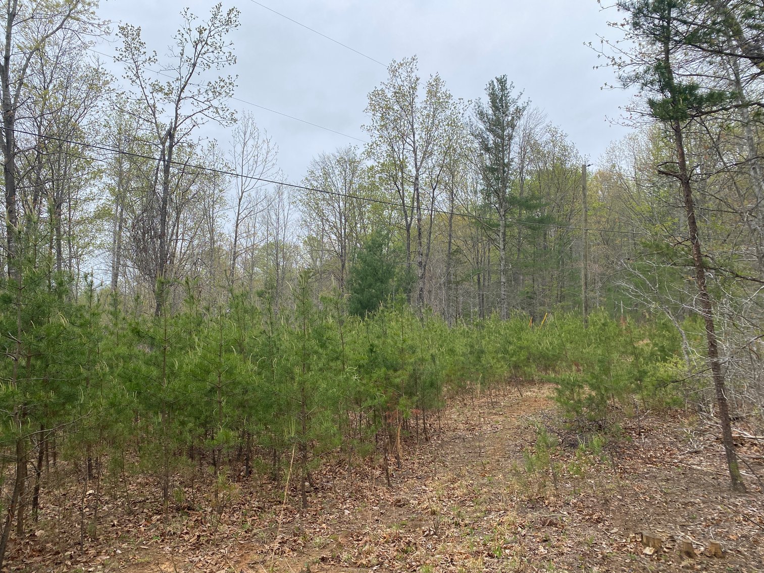 Image for BREATHTAKING MOUNTAIN VIEWS: Blue Ridge Estate Auction - 158-Acre Farm & Building Lot - Amherst, VA