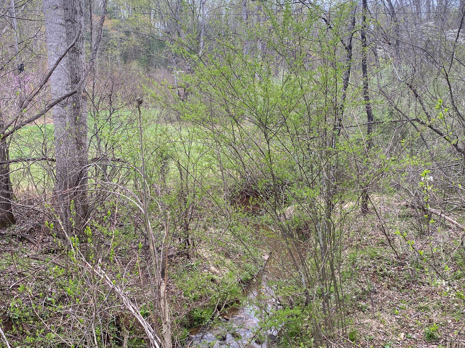 Image for BREATHTAKING MOUNTAIN VIEWS: Blue Ridge Estate Auction - 158-Acre Farm & Building Lot - Amherst, VA