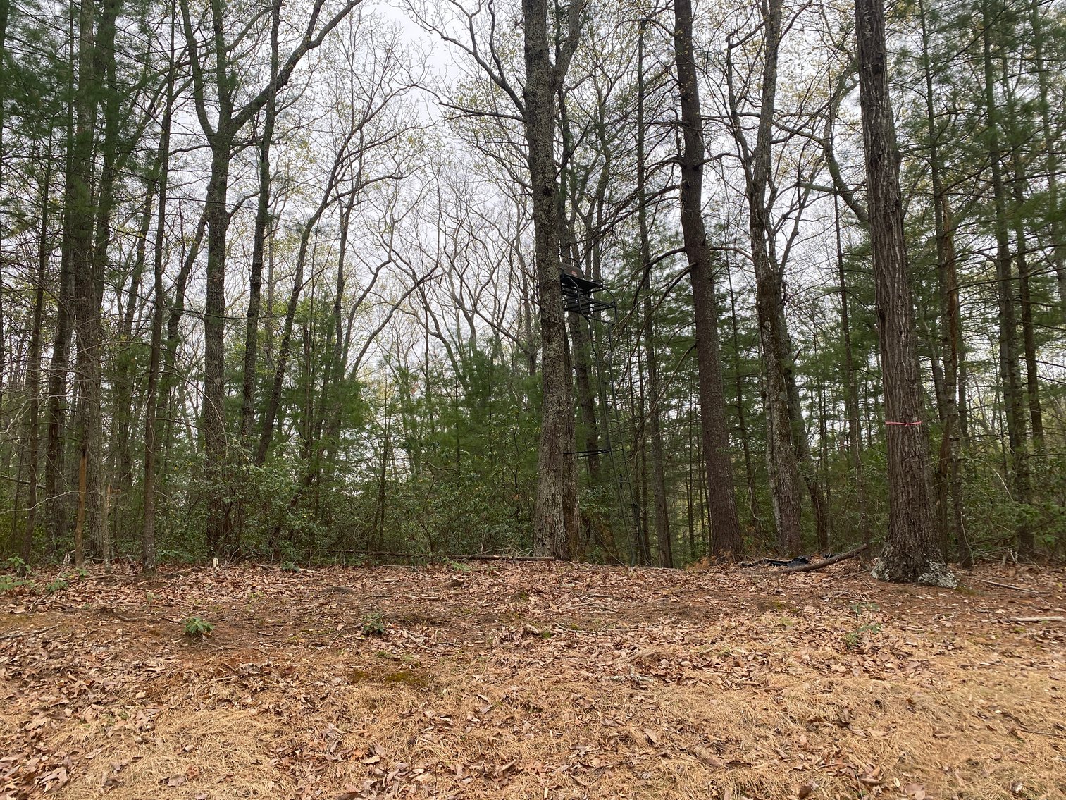 Image for BREATHTAKING MOUNTAIN VIEWS: Blue Ridge Estate Auction - 158-Acre Farm & Building Lot - Amherst, VA