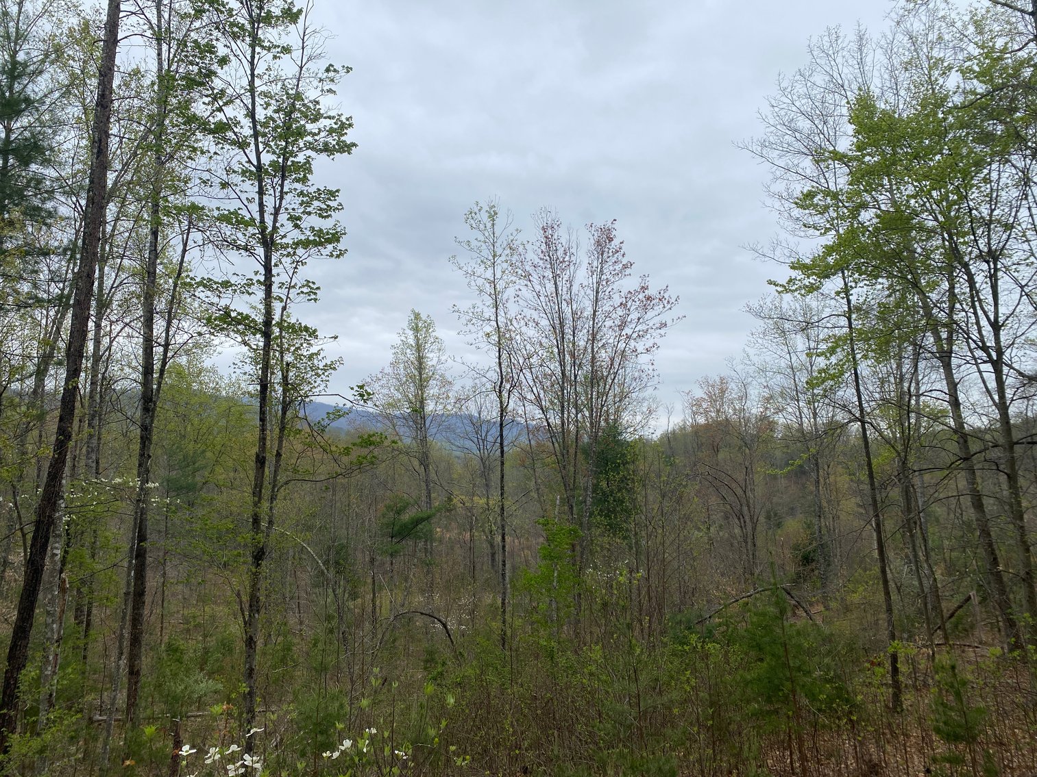 Image for BREATHTAKING MOUNTAIN VIEWS: Blue Ridge Estate Auction - 158-Acre Farm & Building Lot - Amherst, VA