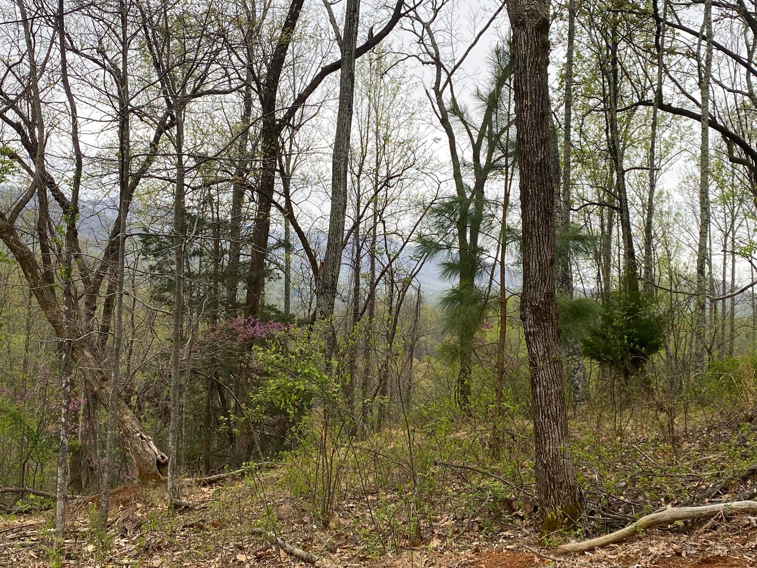 Image for BREATHTAKING MOUNTAIN VIEWS: Blue Ridge Estate Auction - 158-Acre Farm & Building Lot - Amherst, VA