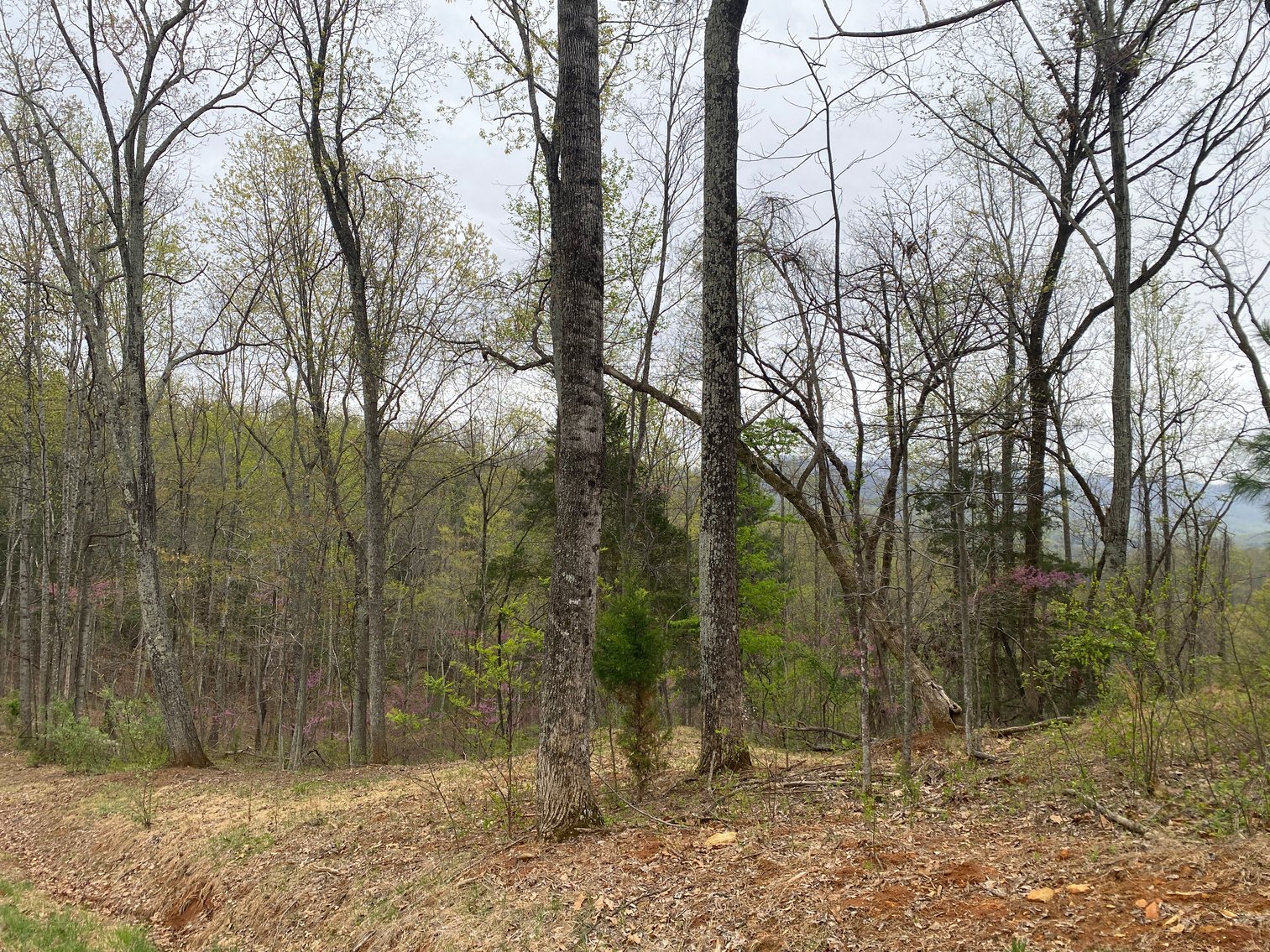 Image for BREATHTAKING MOUNTAIN VIEWS: Blue Ridge Estate Auction - 158-Acre Farm & Building Lot - Amherst, VA