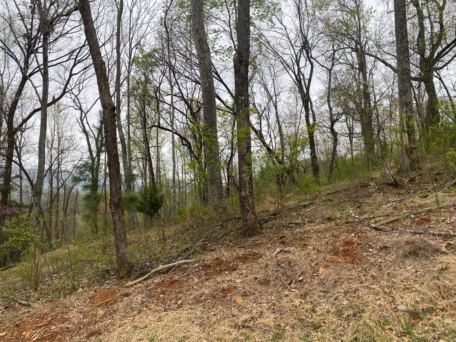 Image for BREATHTAKING MOUNTAIN VIEWS: Blue Ridge Estate Auction - 158-Acre Farm & Building Lot - Amherst, VA