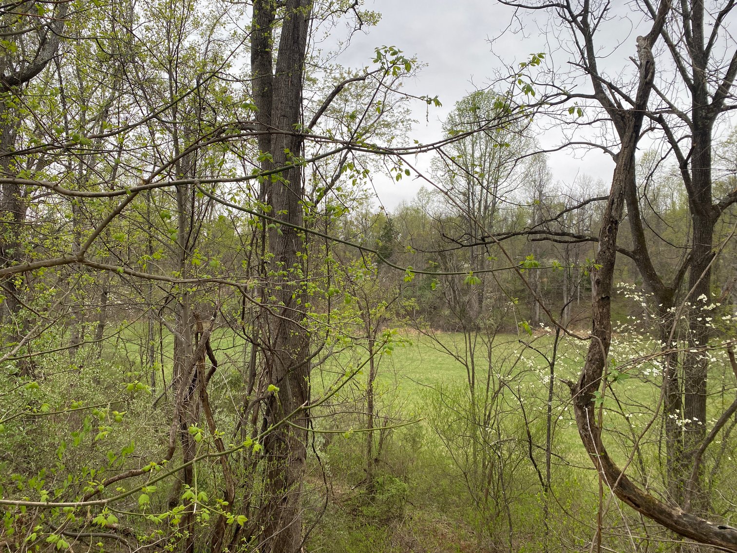 Image for BREATHTAKING MOUNTAIN VIEWS: Blue Ridge Estate Auction - 158-Acre Farm & Building Lot - Amherst, VA