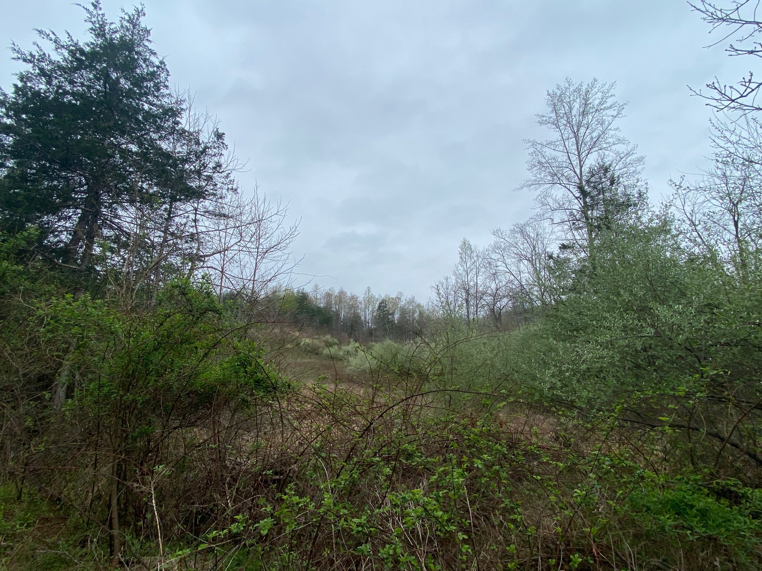 Image for BREATHTAKING MOUNTAIN VIEWS: Blue Ridge Estate Auction - 158-Acre Farm & Building Lot - Amherst, VA