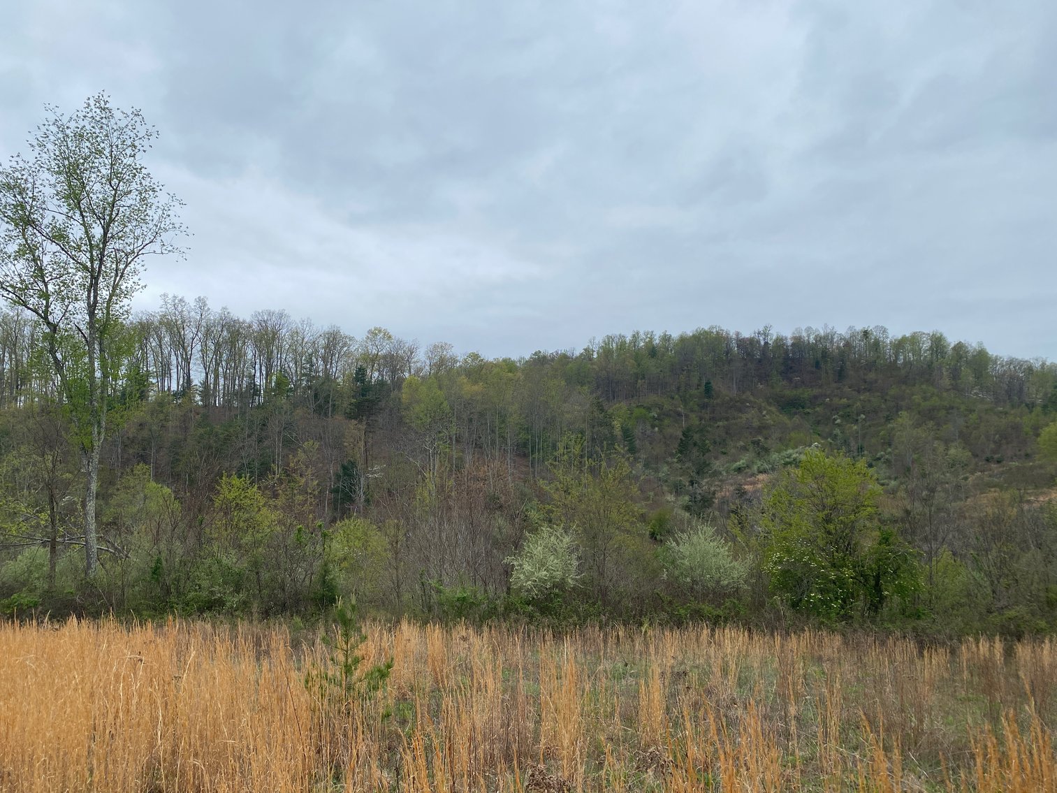 Image for BREATHTAKING MOUNTAIN VIEWS: Blue Ridge Estate Auction - 158-Acre Farm & Building Lot - Amherst, VA
