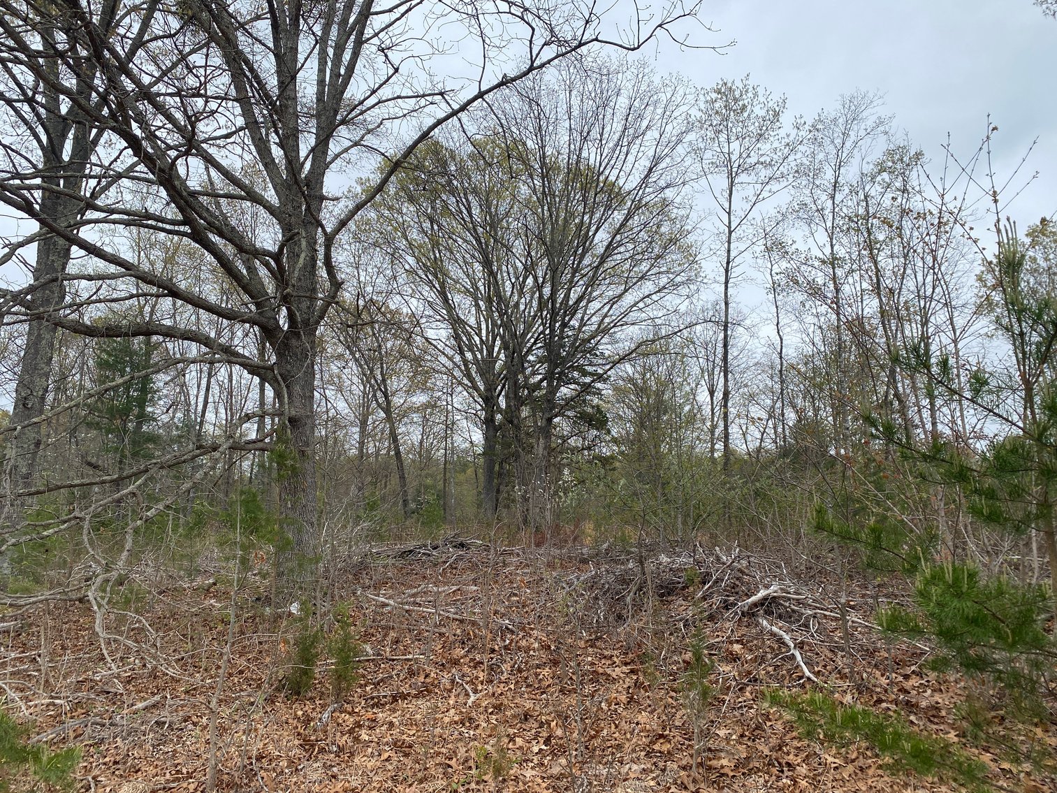 Image for BREATHTAKING MOUNTAIN VIEWS: Blue Ridge Estate Auction - 158-Acre Farm & Building Lot - Amherst, VA