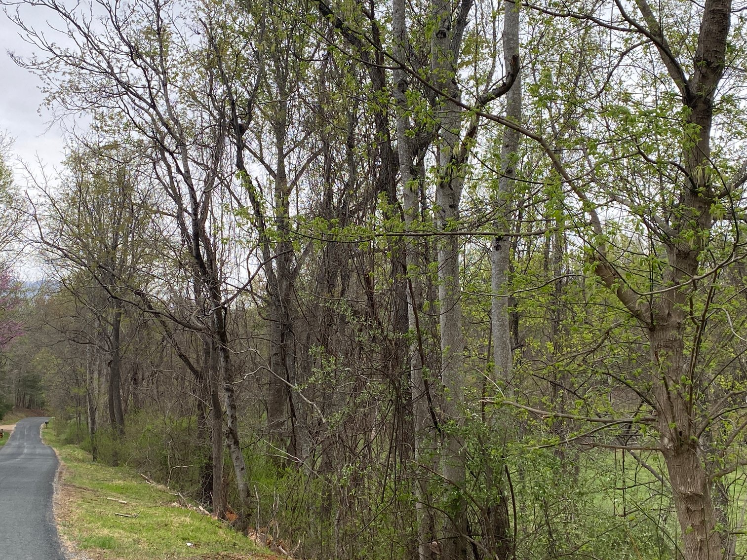 Image for BREATHTAKING MOUNTAIN VIEWS: Blue Ridge Estate Auction - 158-Acre Farm & Building Lot - Amherst, VA