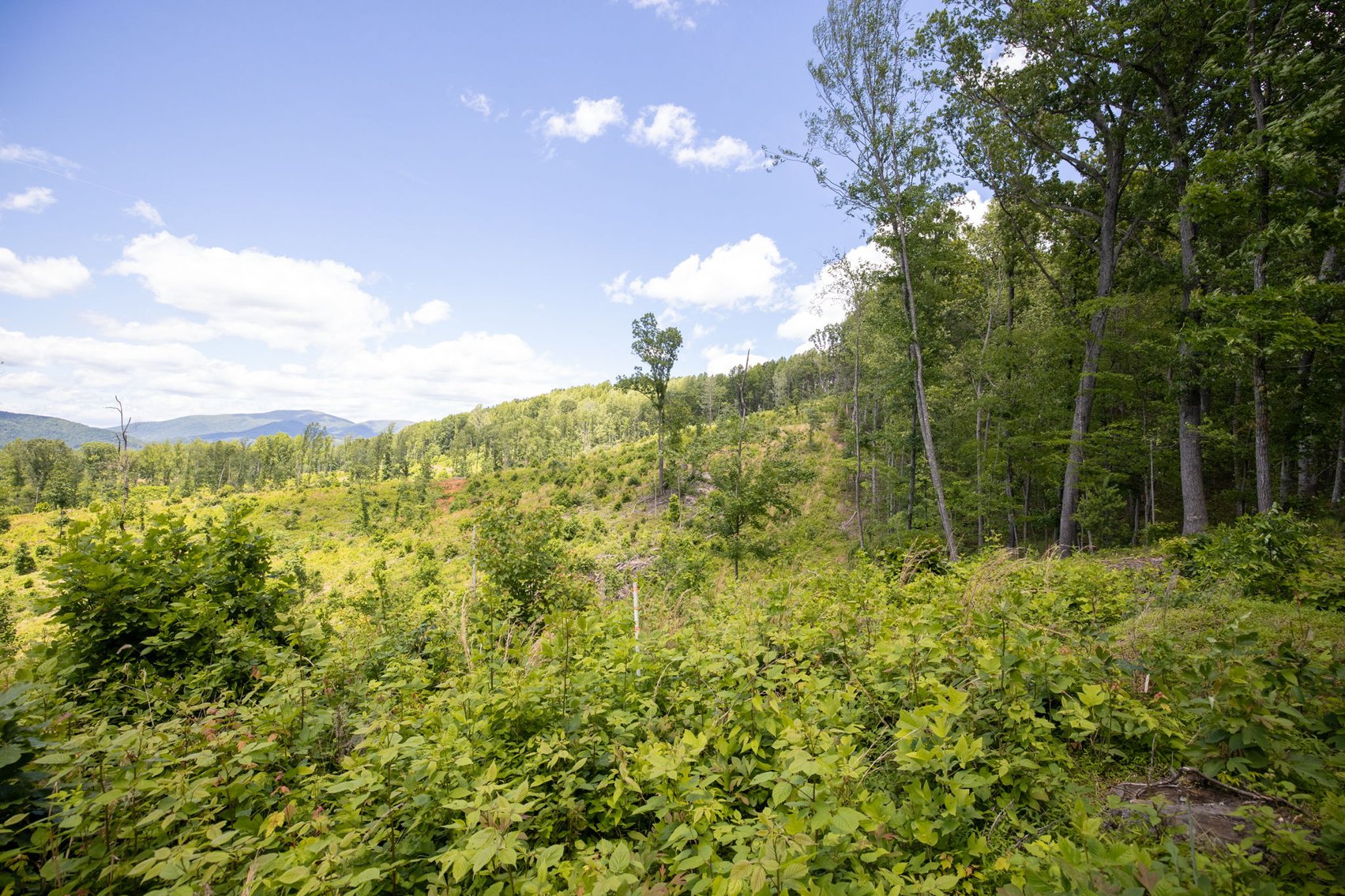 Image for BREATHTAKING MOUNTAIN VIEWS: Blue Ridge Estate Auction - 158-Acre Farm & Building Lot - Amherst, VA