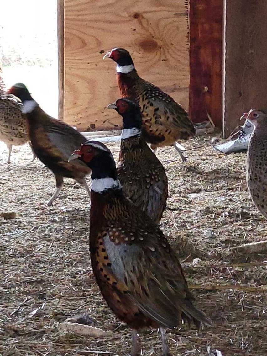 Image for Ford F-150, Farm raised pheasants,Furniture, collectibles, household-Main back