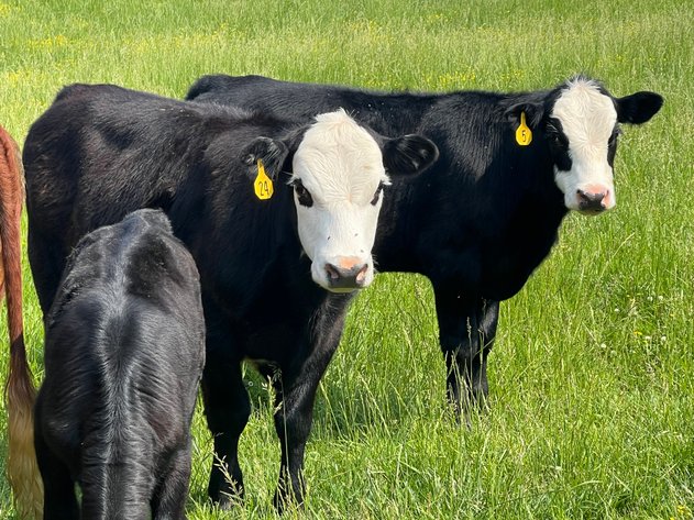 Heifer and Steer Liquidation