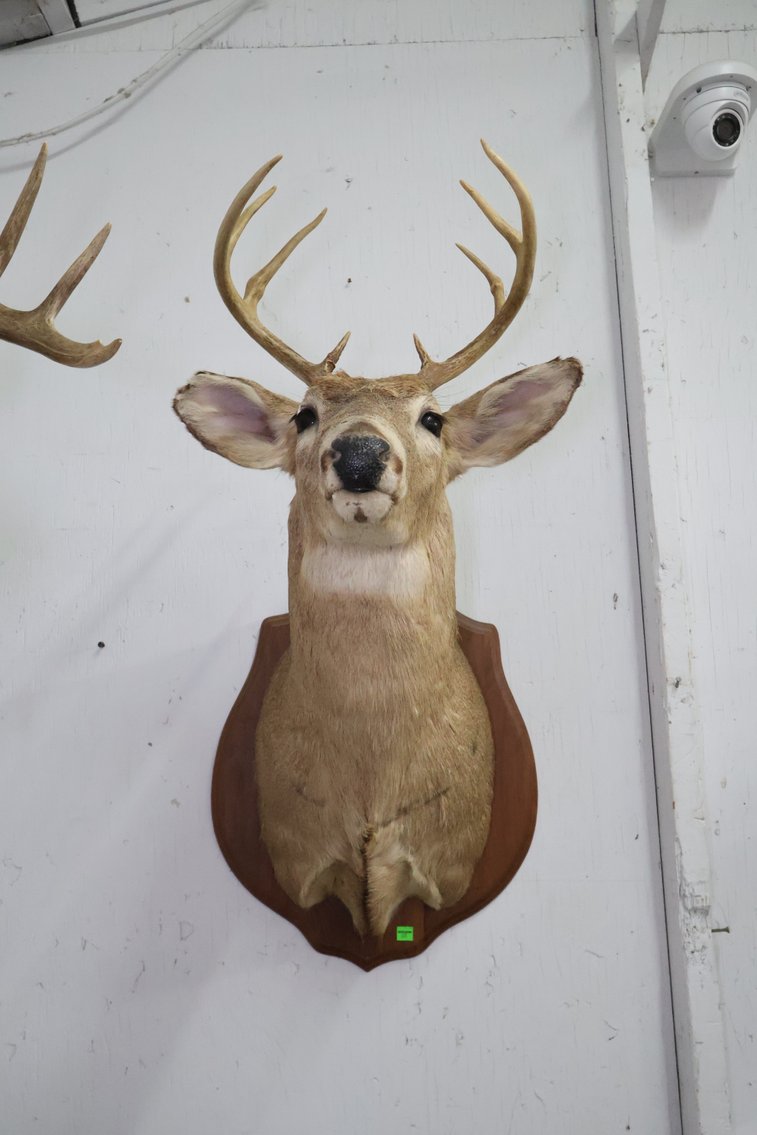 Image for Hidden Treasures Gallery #3159