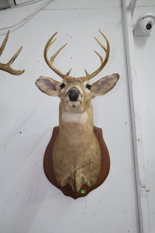 Image for Hidden Treasures Gallery #3159