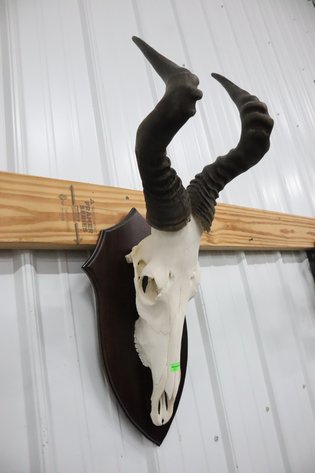 Image for Cold Springs Gallery #2101