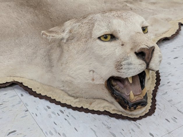 Image for World Class Taxidermy Auction