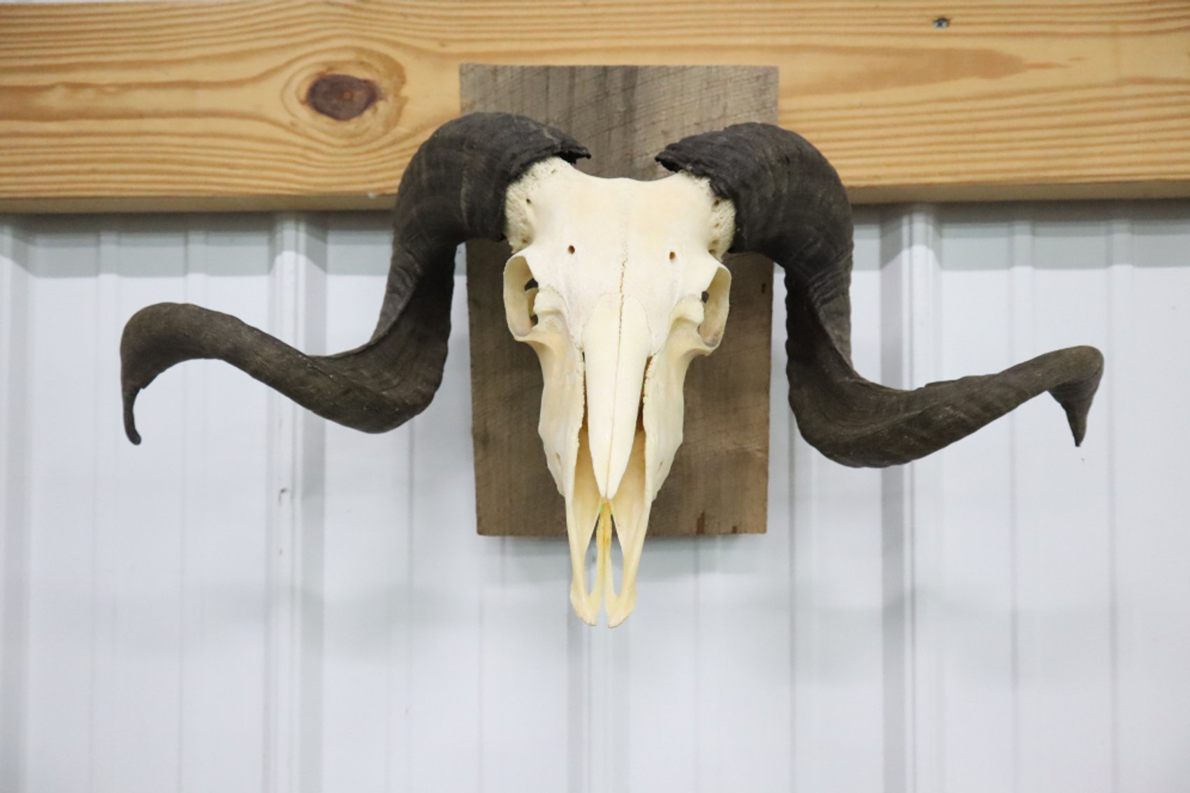 Image for Cold Springs Gallery #2128