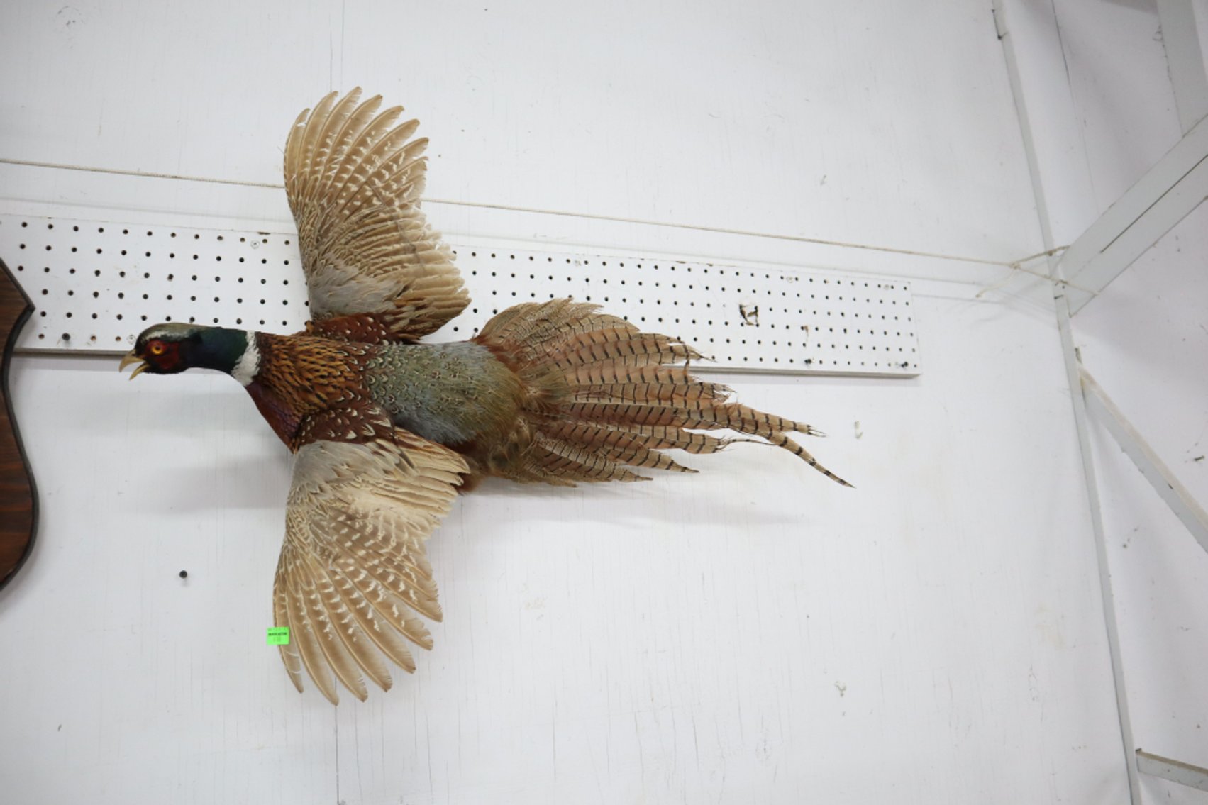 Image for Hidden Treasures Gallery #3131