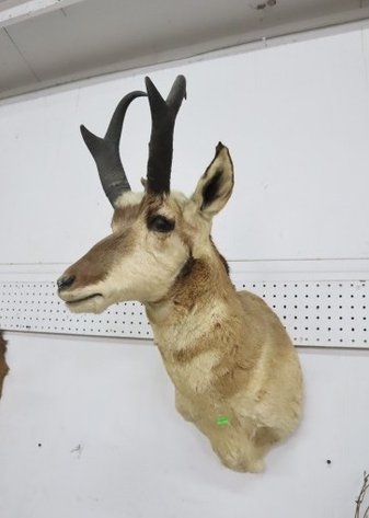 Image for Hidden Treasures Gallery #3137