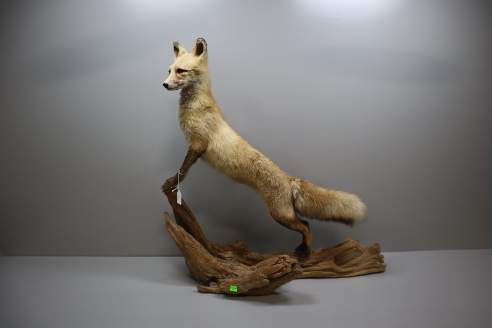 Image for Ammo and Accessories #5243