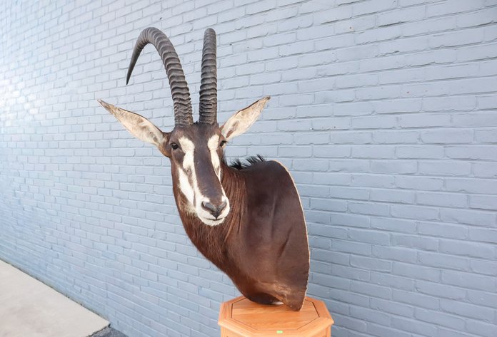 Image for Fly Fishing and Taxidermy Auction