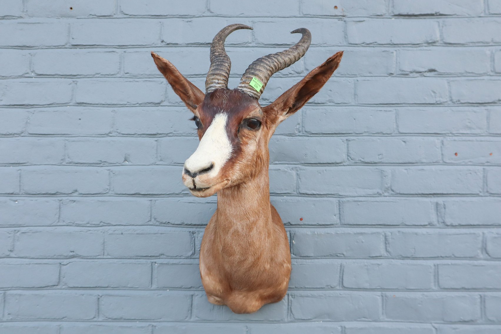 Image for Fly Fishing and Taxidermy Auction
