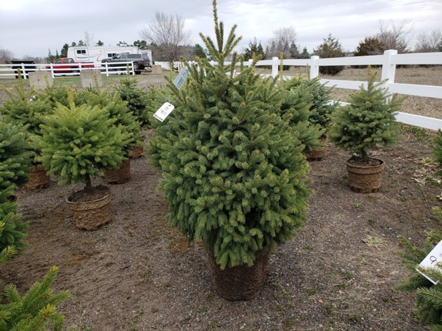 Image for April Trees