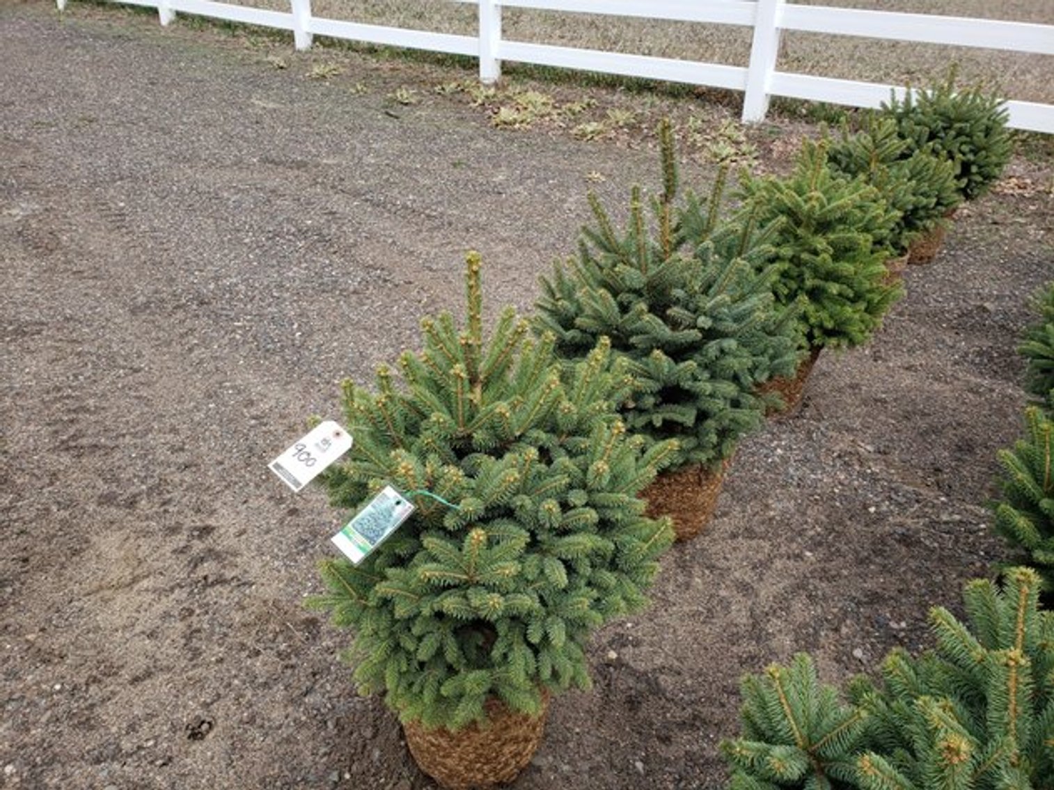 Image for April Trees