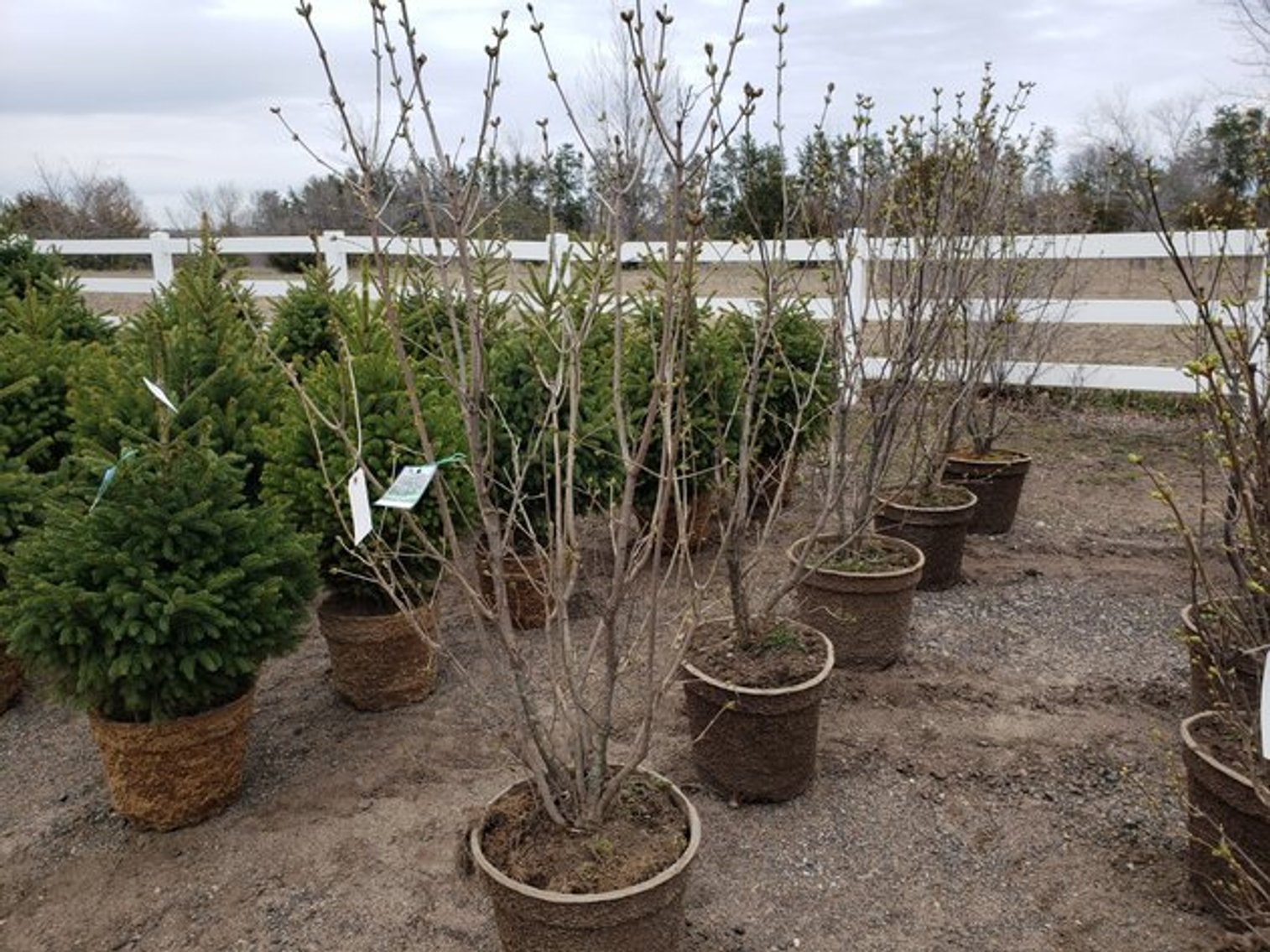 Image for April Trees