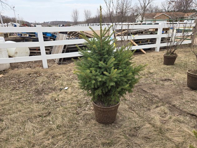 Image for April 2025 Trees