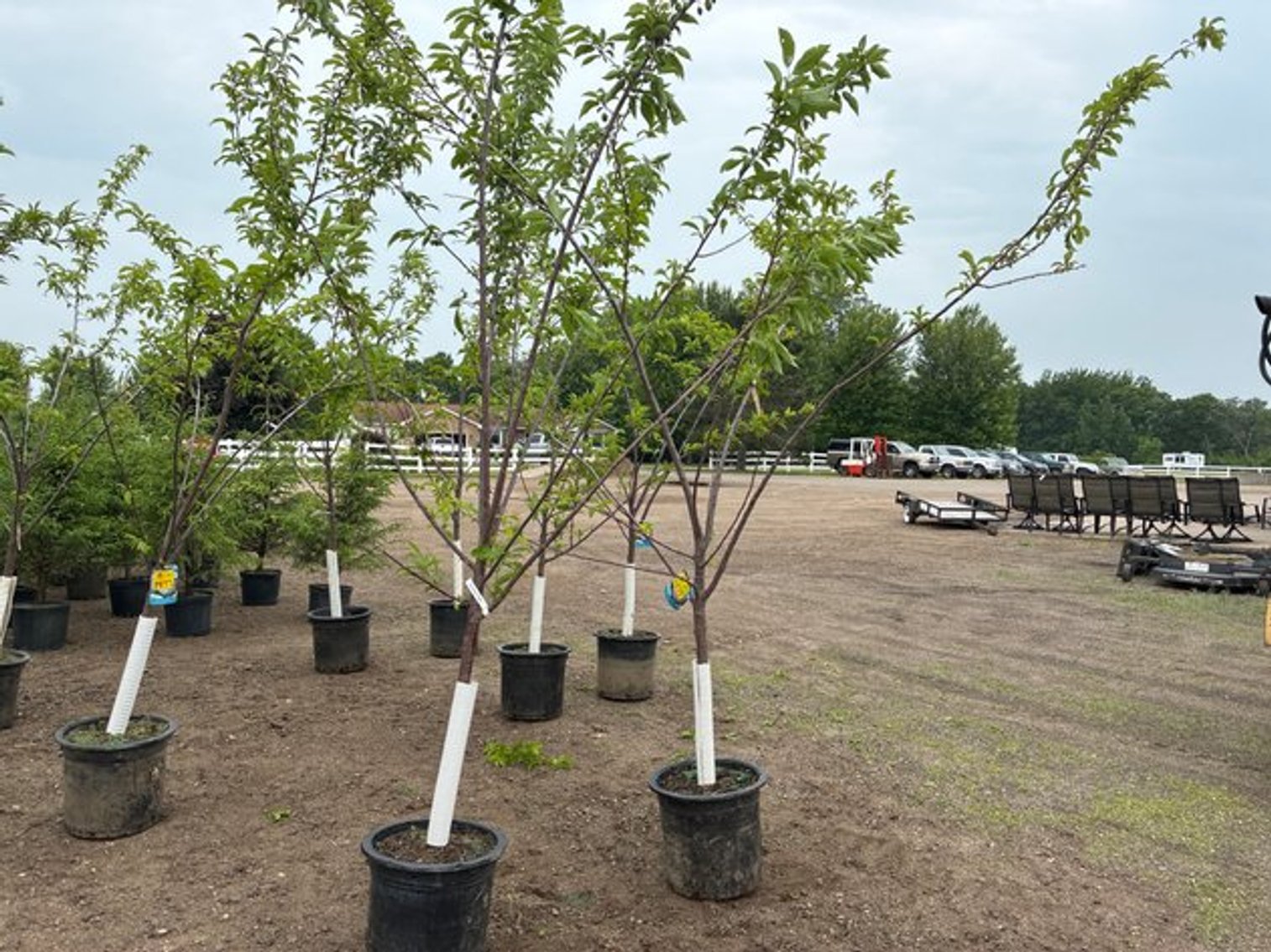 Image for June Trees