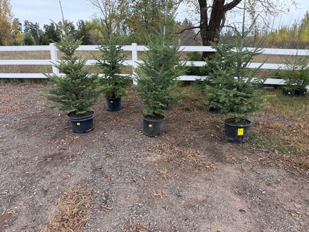 Image for October Trees