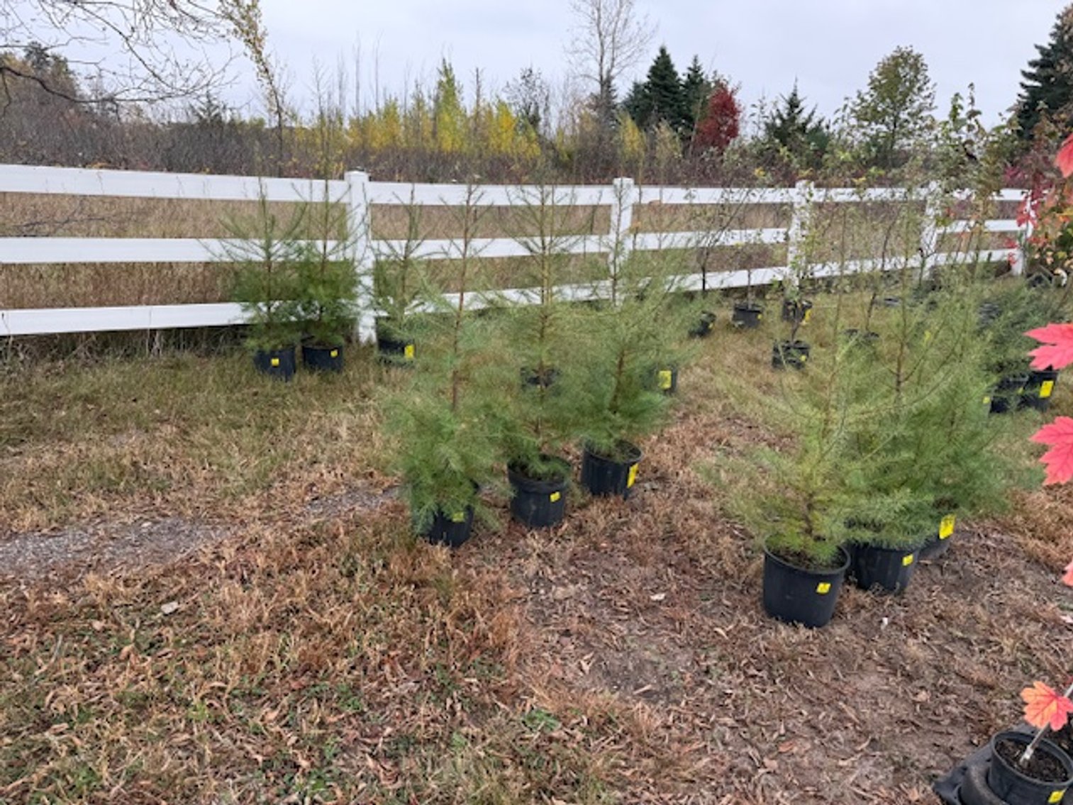 Image for October Trees