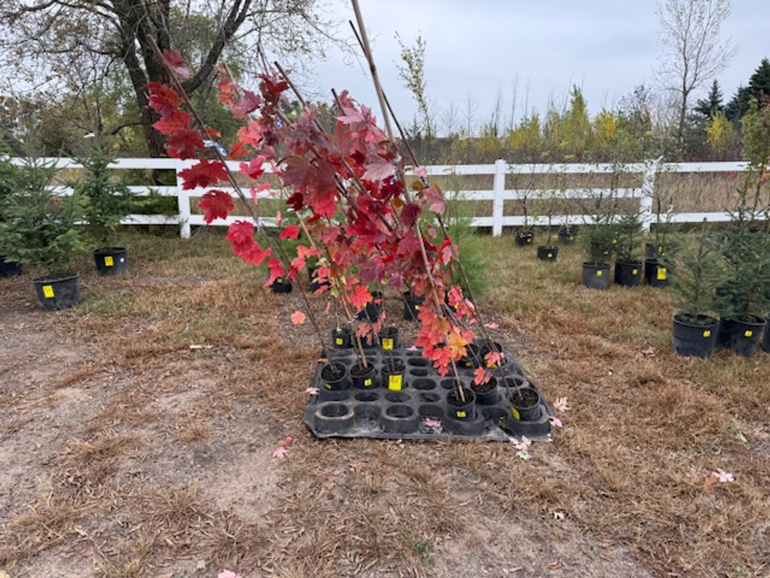 Image for October Trees