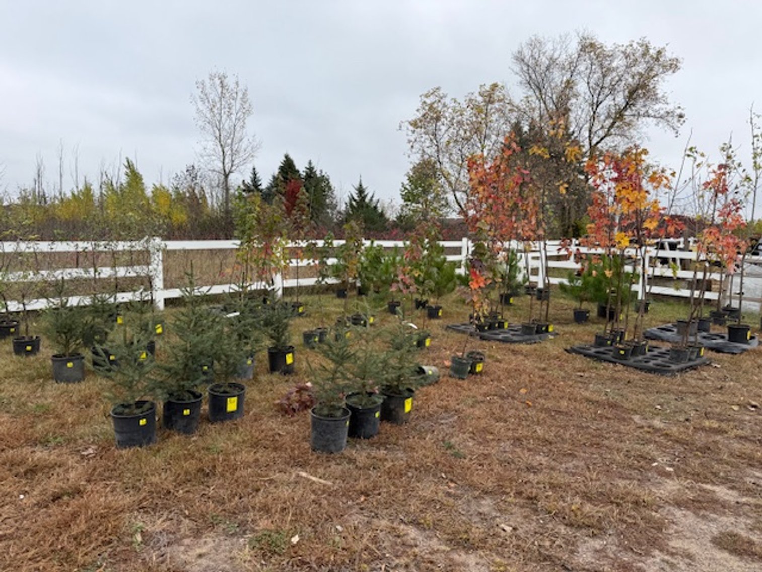 Image for October Trees