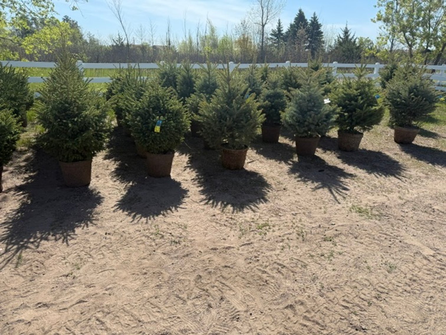 Image for May 2026 Trees