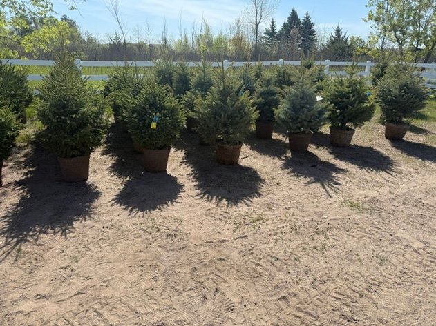 Image for May 2026 Trees