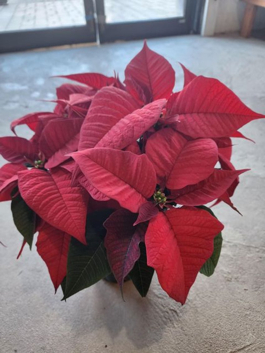 Image for 2025 Connersville FFA Seed & Benefit Auction