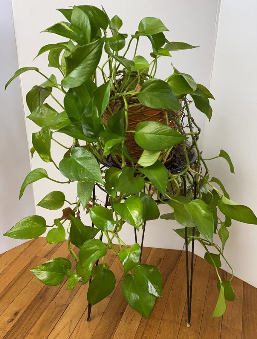 Image for WInkler Downsizing Online Auction