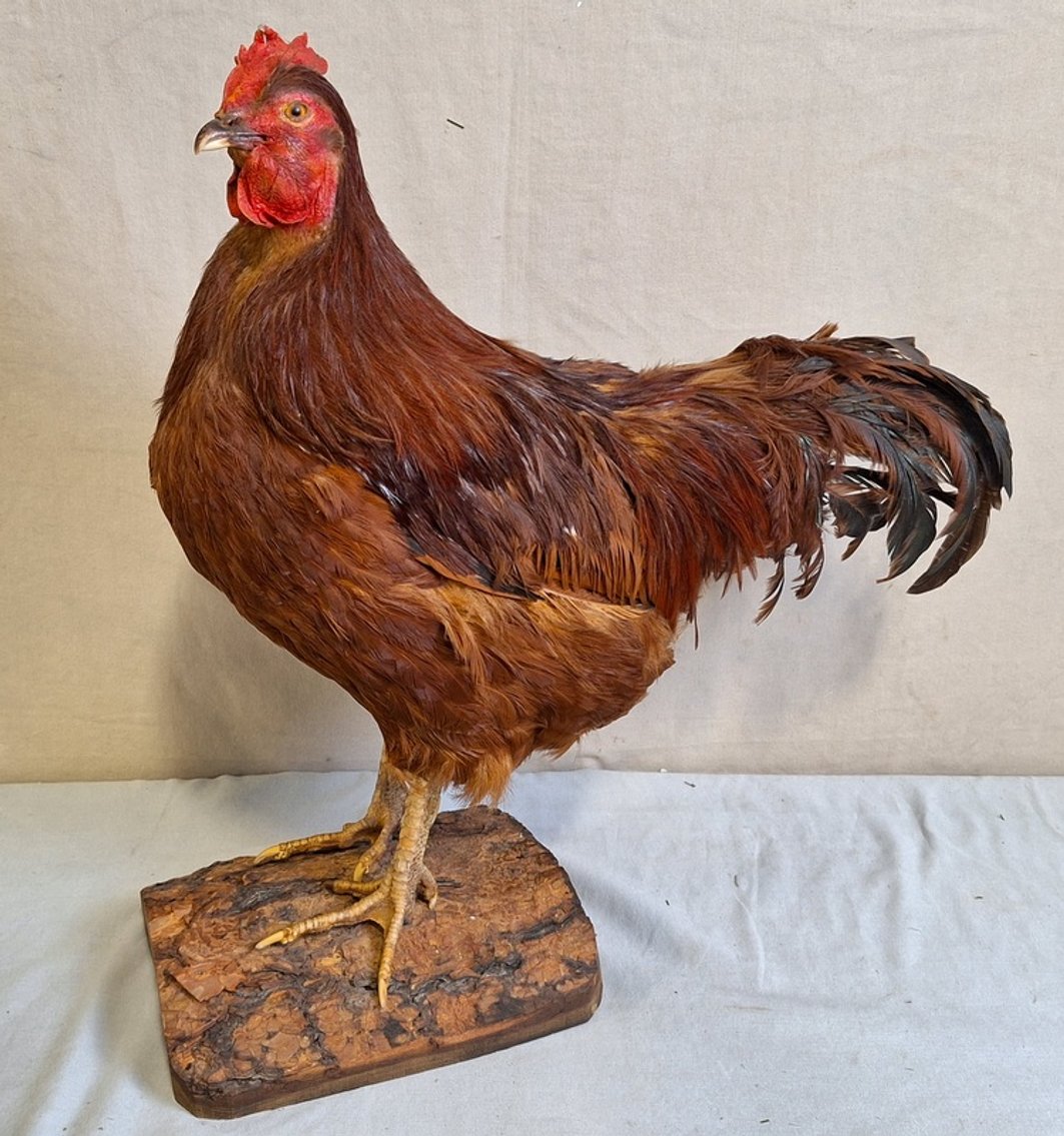 Image for Milroy Family Downsizing Online Auction # 4