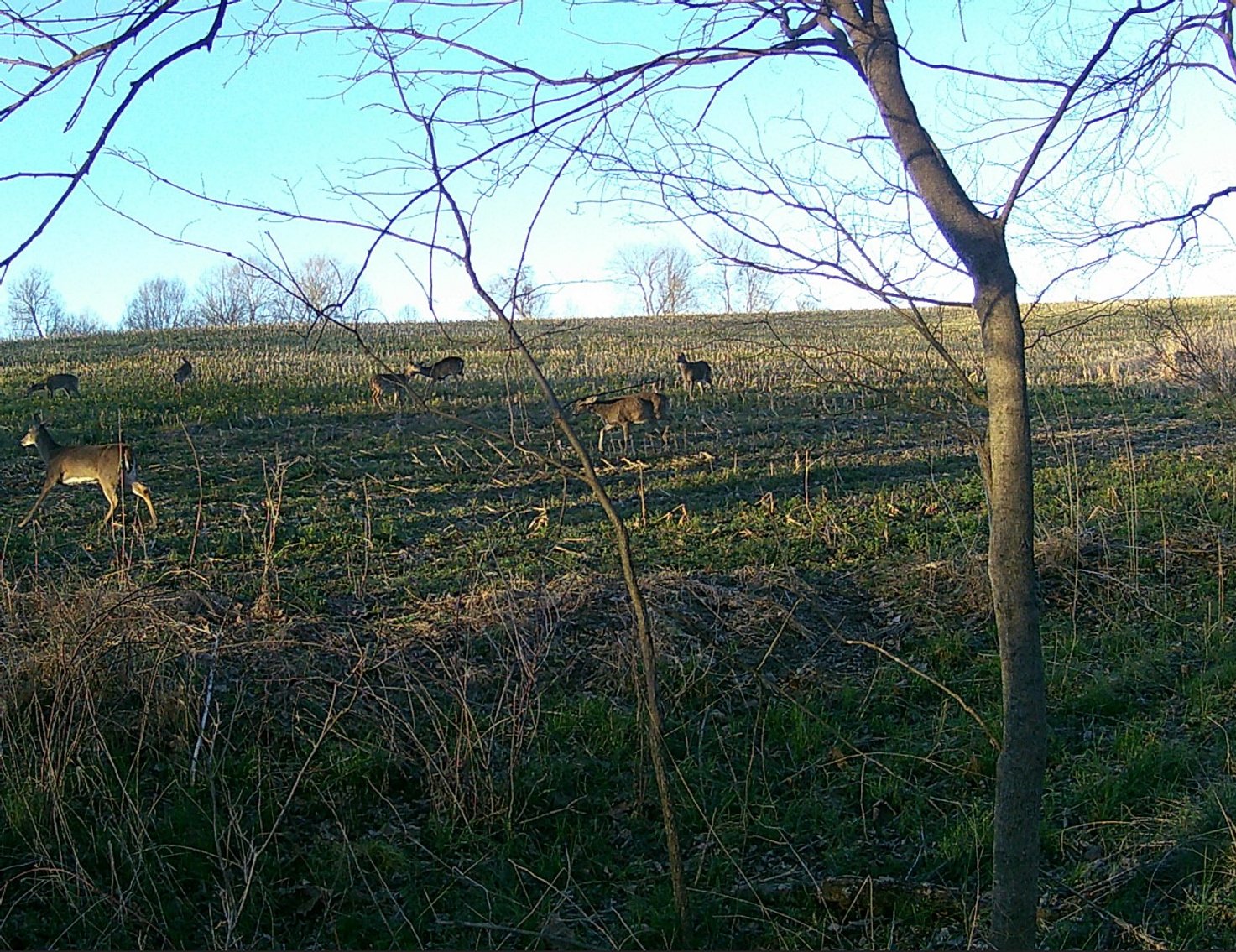 Image for The Wright Family Land Auction