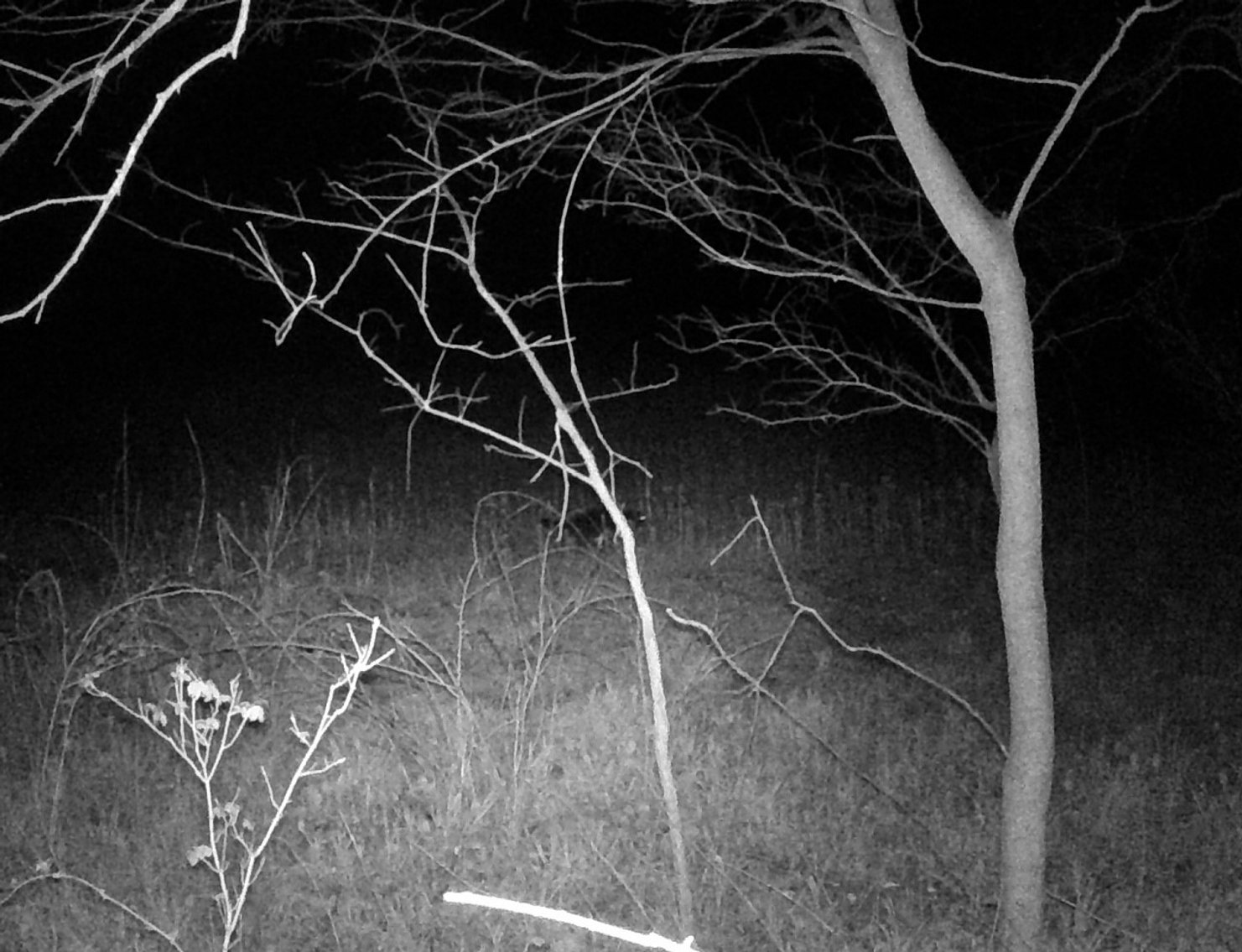 Image for The Wright Family Land Auction