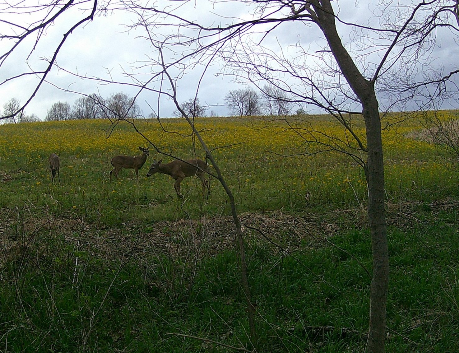 Image for The Wright Family Land Auction