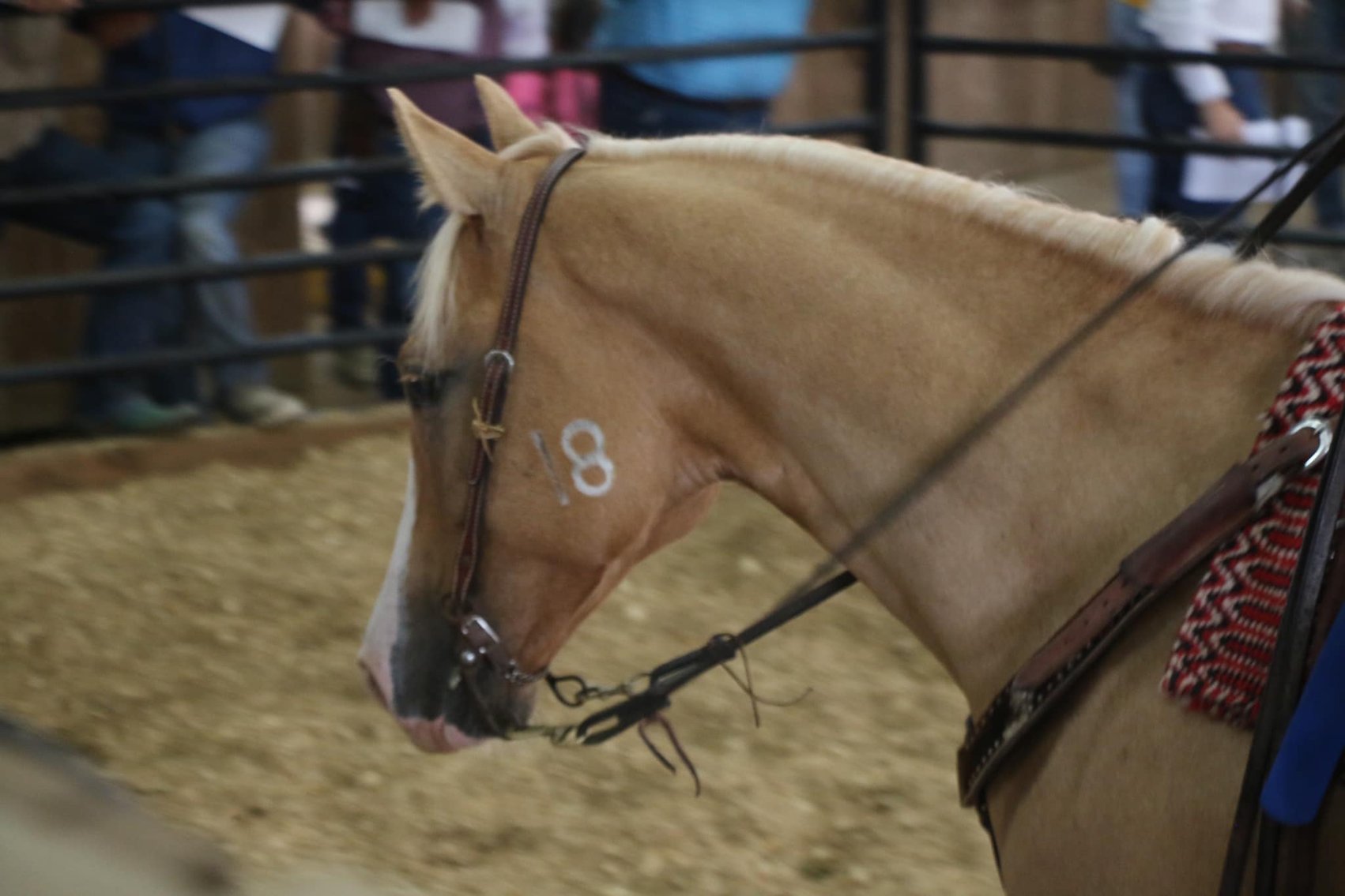 Image for Southwest Horse Sale Spring Catalog Sale - SATURDAY March 23rd - Bush, LA