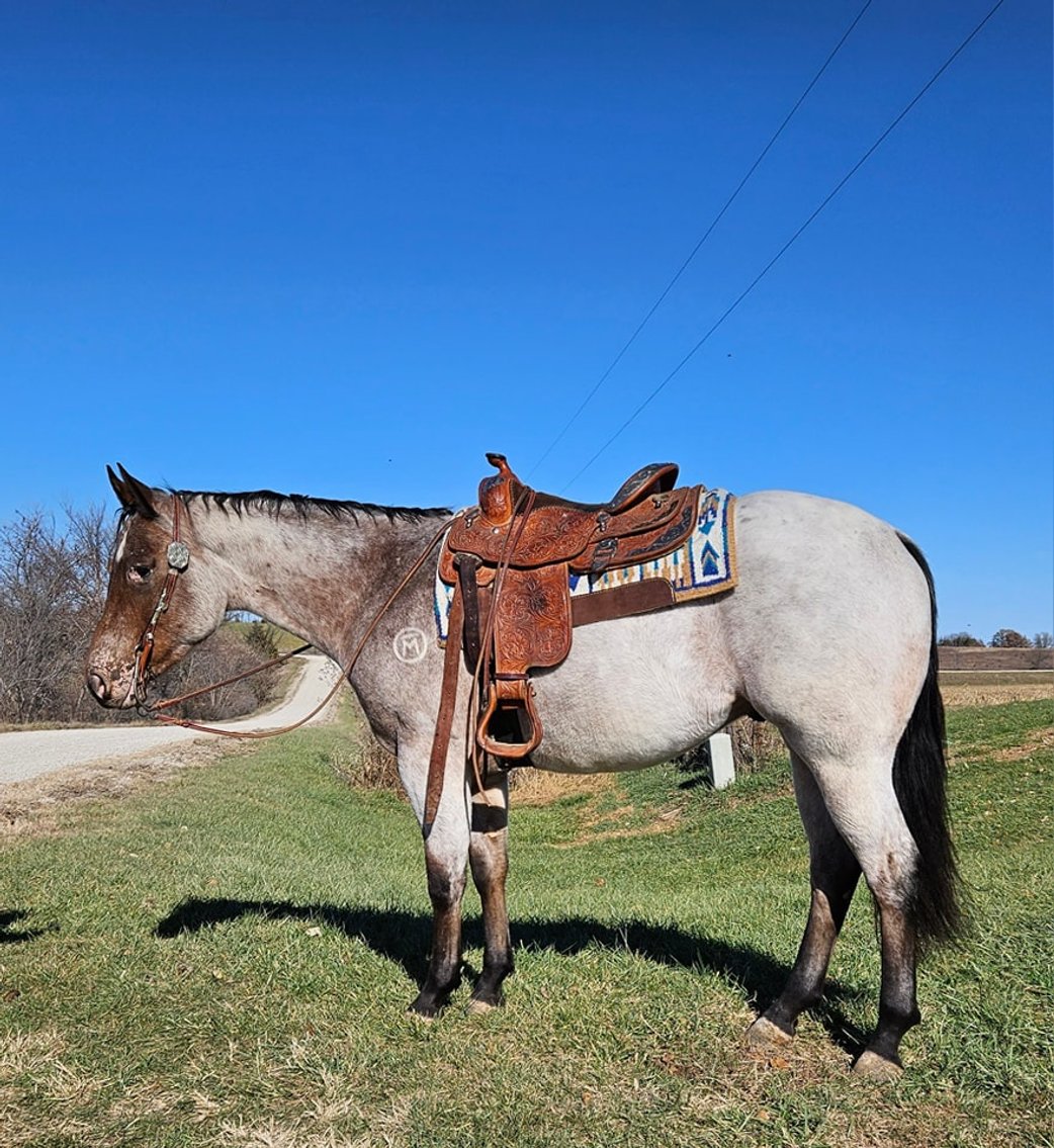 Image for Casino Classic NEW YEARS EVE All Breed Horse Sale - Oak Grove, Kentucky