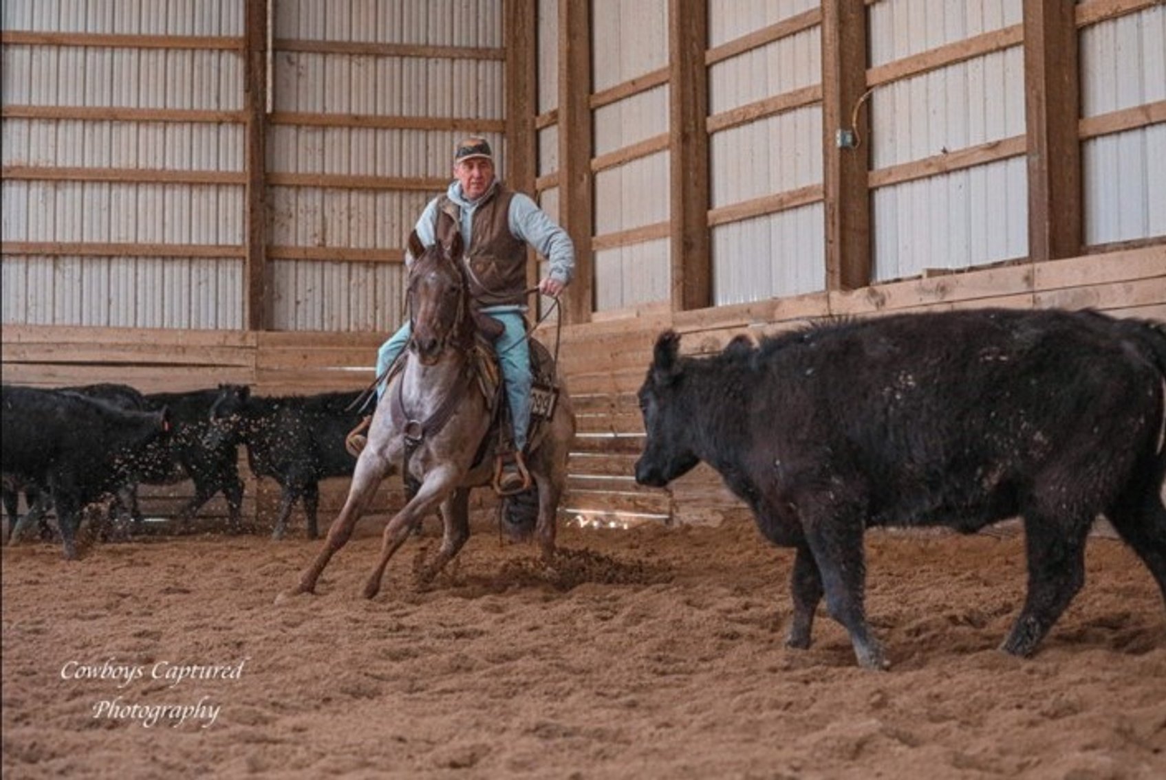 Image for Casino Classic NEW YEARS EVE All Breed Horse Sale - Oak Grove, Kentucky