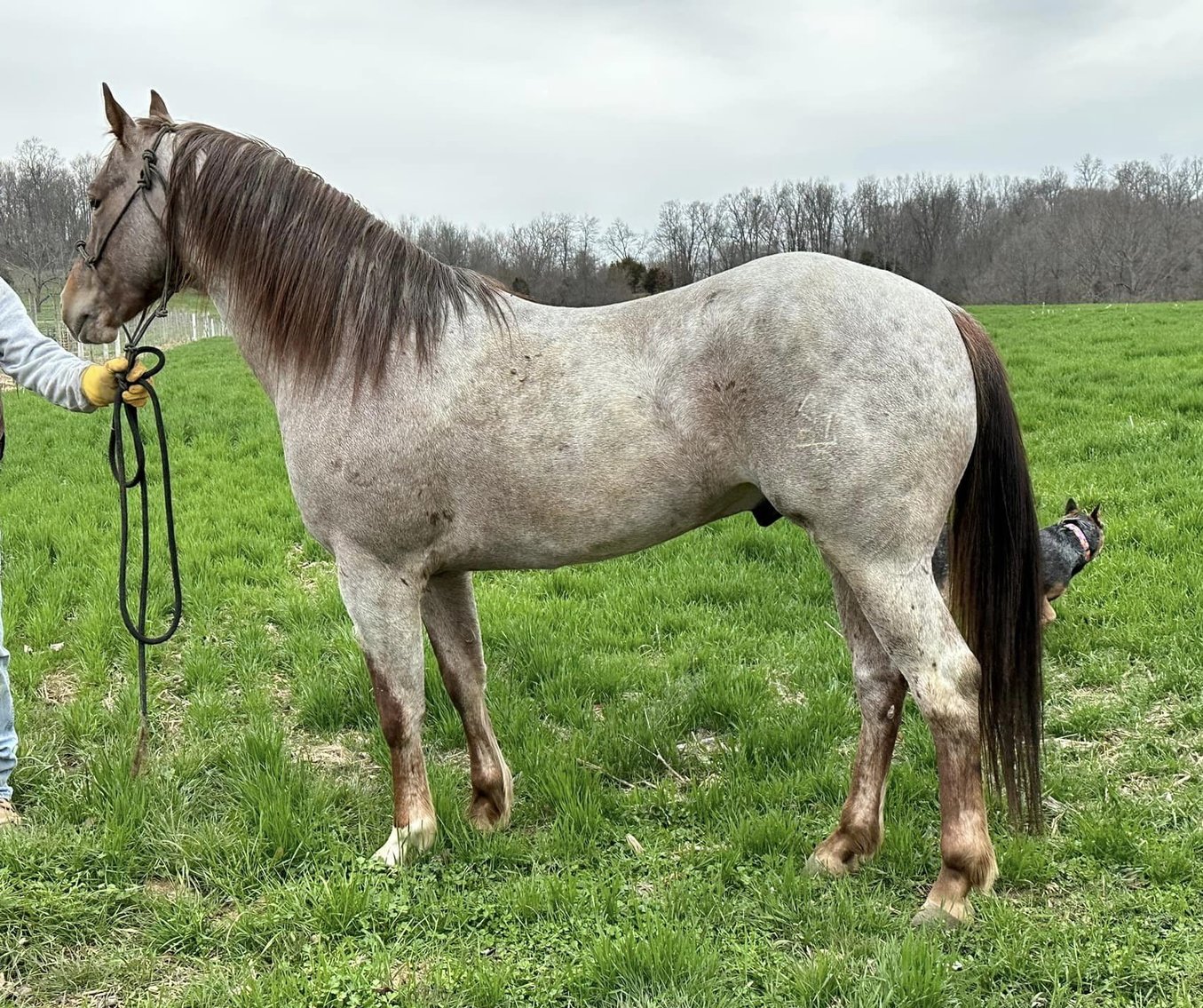Image for Casino Classic NEW YEARS EVE All Breed Horse Sale - Oak Grove, Kentucky