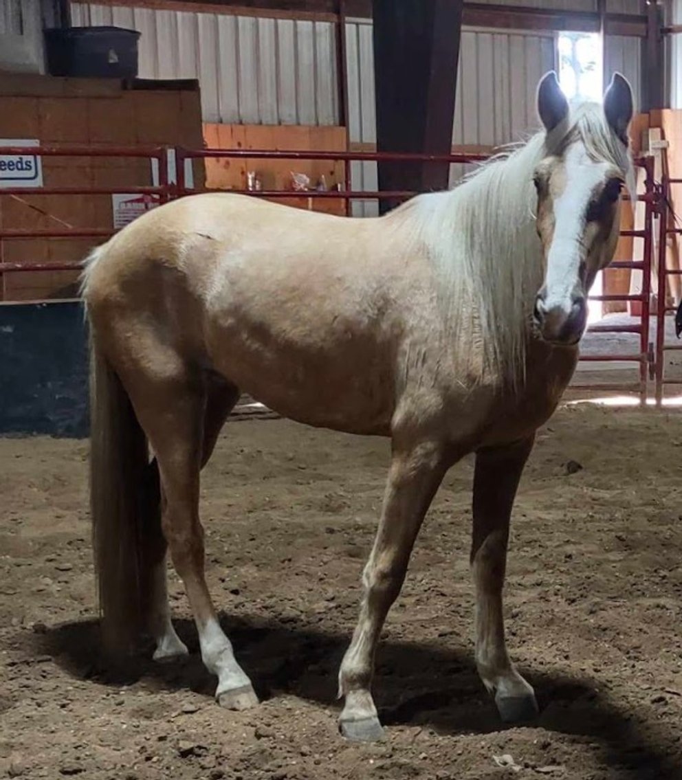 Image for East Tennessee 4B Gaited Horse Sale  White Pine, Tennessee - February 24th