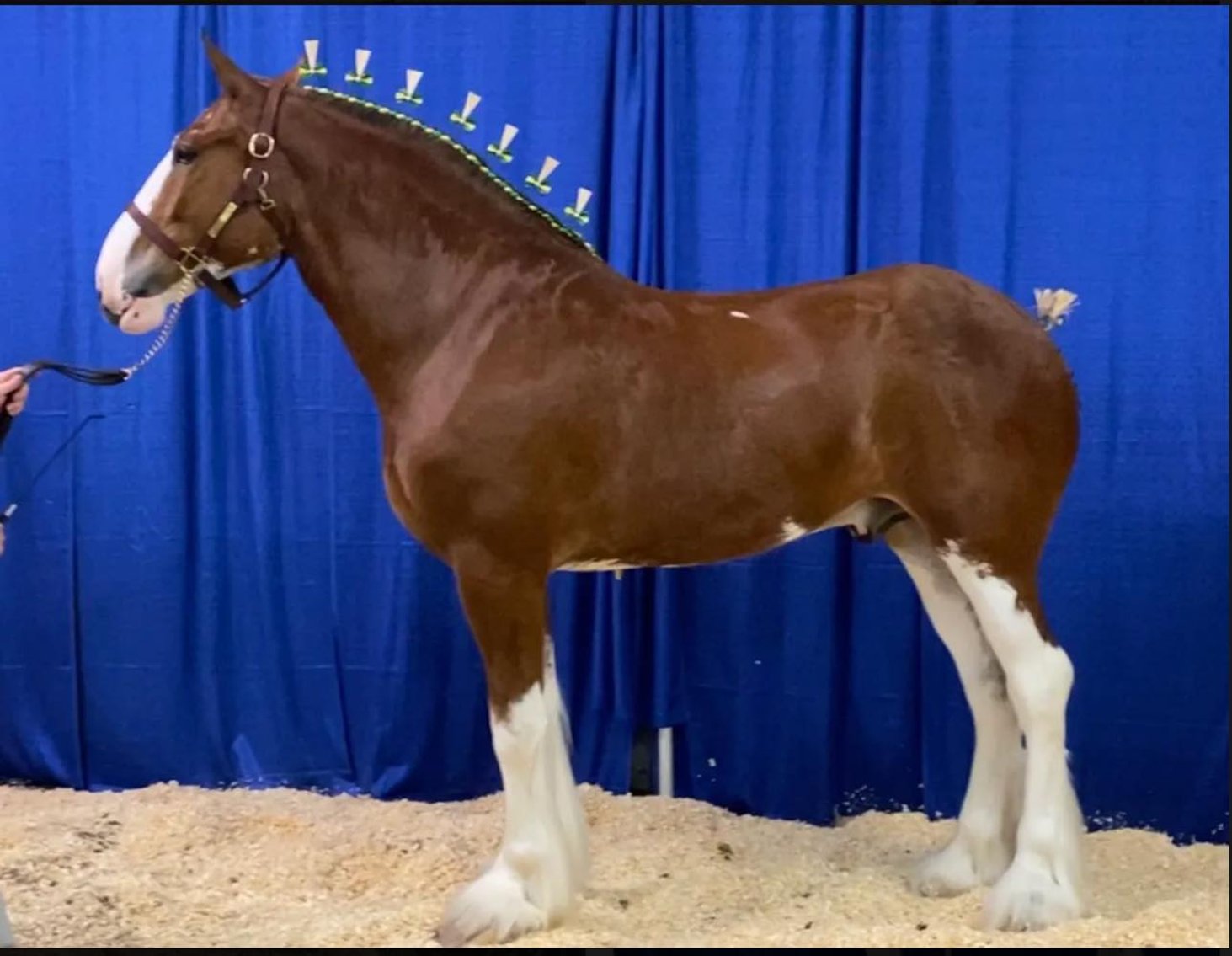 Image for 2024 National Clydesdale Sale - April 20th  Illinois State Fairgrounds