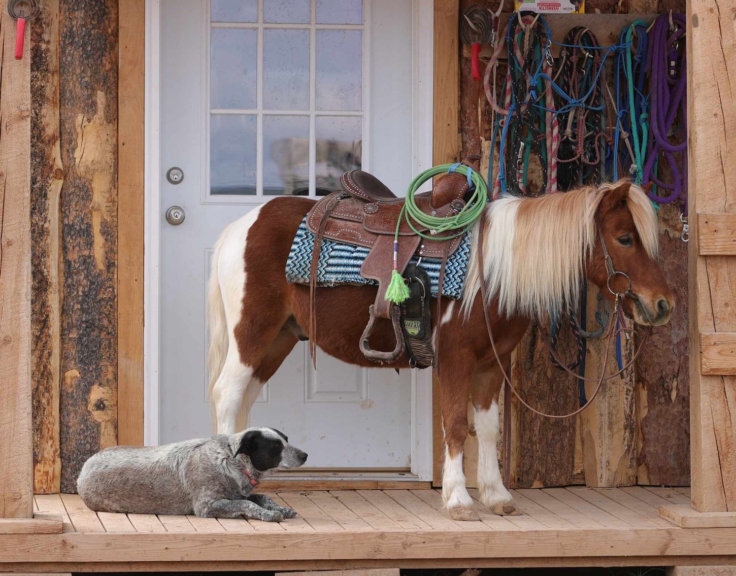 Image for Western Colorado Select Equine Sale - 4th Annual Best In The West! June 22nd - Grand Junction, Colorado