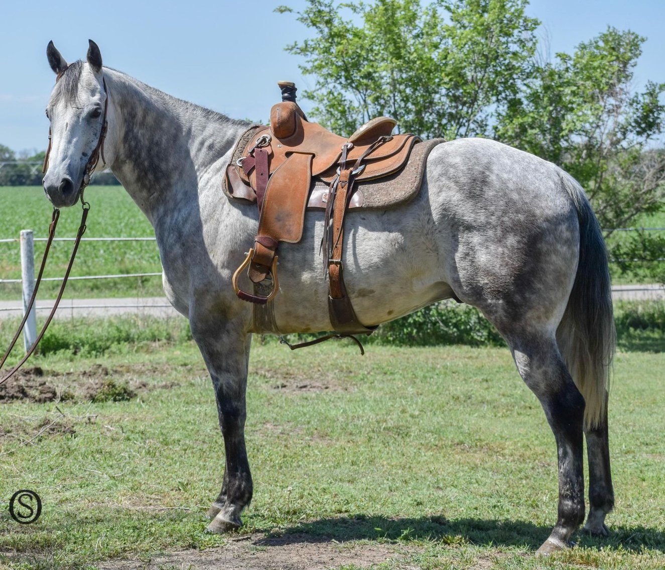 Image for Hermanson-Kist Fall All Breed Horse Sale - Mandan, North Dakota - September 19, 20, 21 - DAY THREE